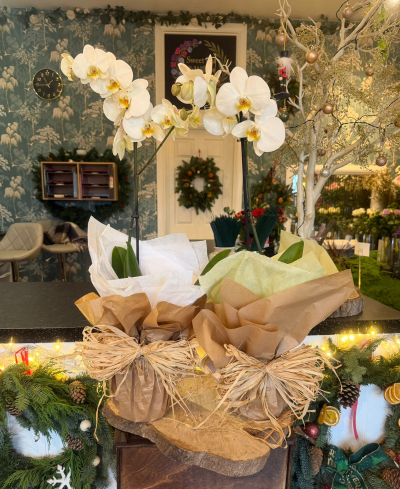 Graceful Orchid - A beautifully gift-wrapped white Phalaenopsis orchid, featuring long elegant stems and stunning blooms. Perfect for Christmas gifting or housewarmings.