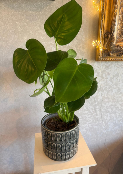 Monstera Plant in Ceramic Pot - Stylish Monstera plant in a modern ceramic pot. A fresh, easy-care gift that brings natural elegance and greenery to any home or workspace.