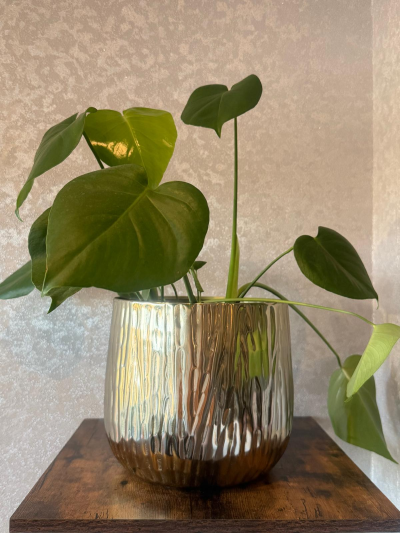 Monstera Plant in Ceramic Pot - Stylish Monstera plant in a modern ceramic pot. A fresh, easy-care gift that brings natural elegance and greenery to any home or workspace.