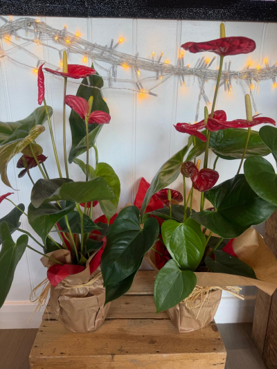 Anthurium Plant - A vibrant Anthurium plant with rich red blooms and glossy foliage. A stylish, long-lasting gift that brings colour and elegance to any home or workspace.