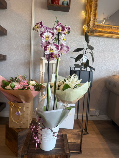 Orchids Potted - Elegant spotted orchid in a stylish ceramic pot, beautifully gift wrapped with ribbon detail. A graceful and long-lasting floral gift by Sweet Pea and Willow.