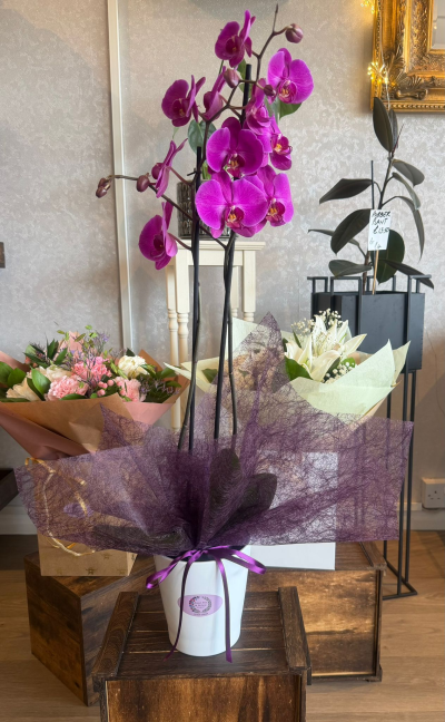 Pink Orchid Potted - Vibrant pink orchid in a stylish ceramic pot with elegant gift wrapping. A luxurious long-lasting floral gift by Sweet Pea and Willow for any occasion.