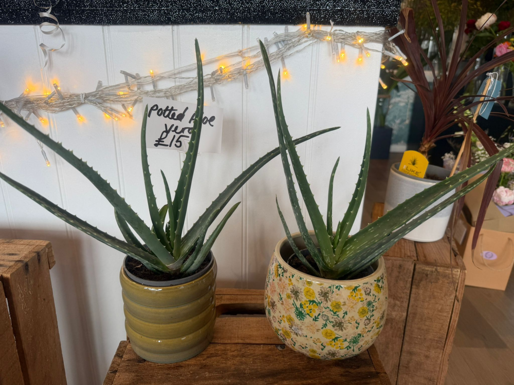 Aloe Vera Potted