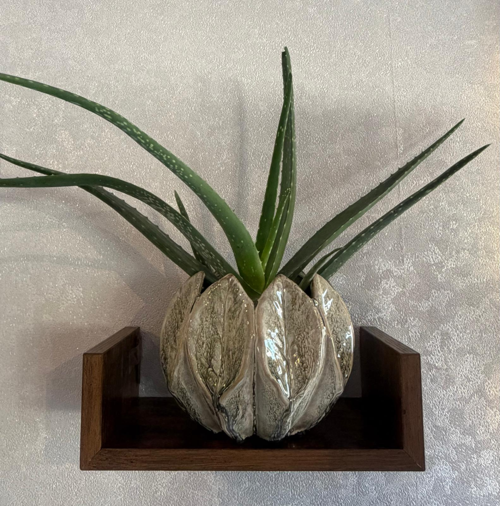 Aloe Vera Potted