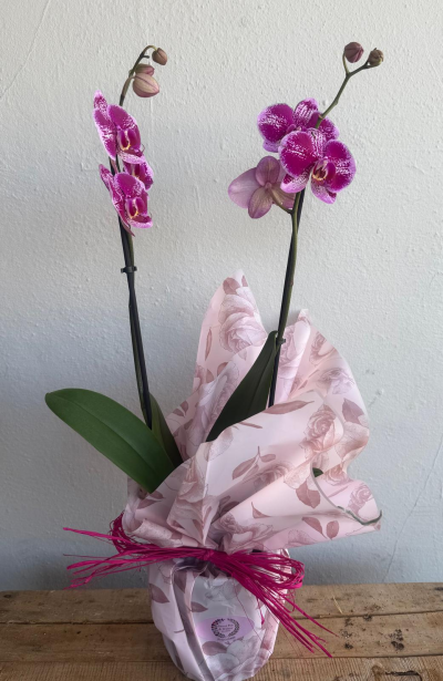 Double Stem Orchid - A stunning double-stem pink orchid beautifully presented in a decorative wrap, offering a long-lasting gift for any occasion.