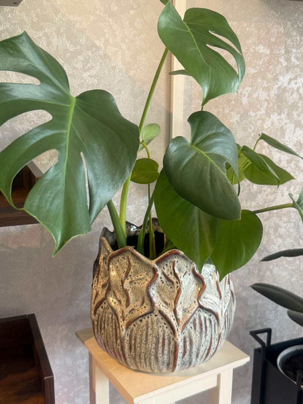 Large Monstera Plant